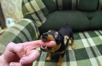 /album/allat-parade/images-1-jpg/